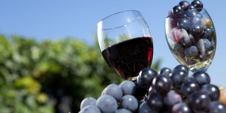 A Journey Through the World of Wines: From Grape to Glass