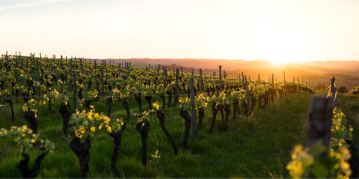 Seven of Australia Top Wineries To Visit