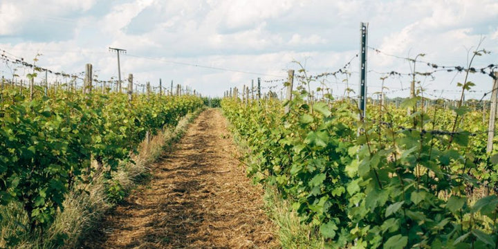 4 Wineries in Victoria You Can’t Miss