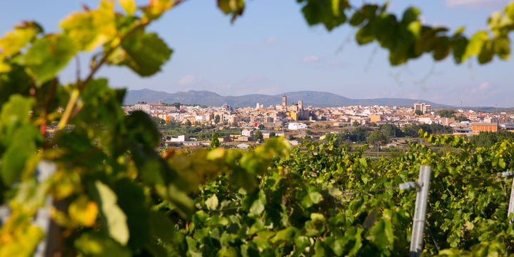 Uncovering Hidden Gems: Lesser-Known Wine Varieties and Regions Worth Exploring