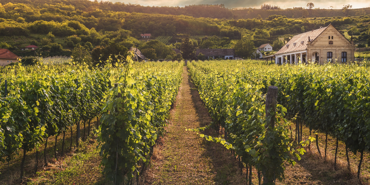 Five of Victoria’s Favourite Vineyards To Check Out