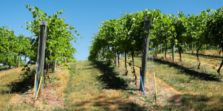 5 Wineries in Victoria You Need to Visit