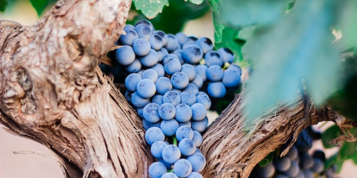 Exploring the World of Natural Wines