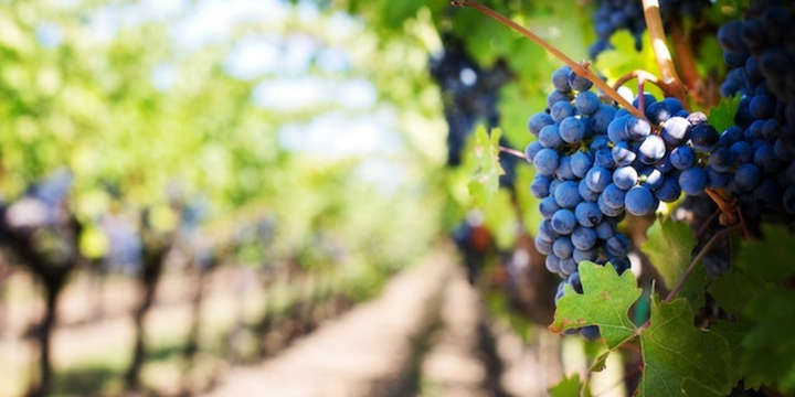 5 Wineries You Should Visit This Summer
