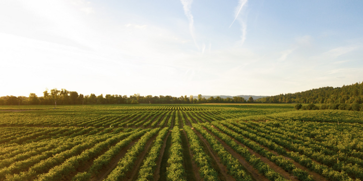 3 Warm Wineries to Escape to this Winter