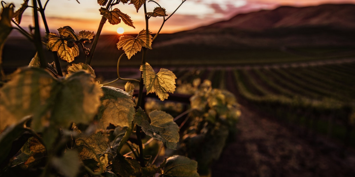 Wine Lovers, It’s Time To Take Your Palate On a Trans-Tasman Trip.