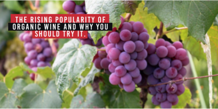 The Rising Popularity of Organic Wine, and Why You Should Try It!