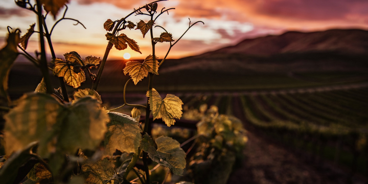 The Top Five Wine Regions Near Melbourne