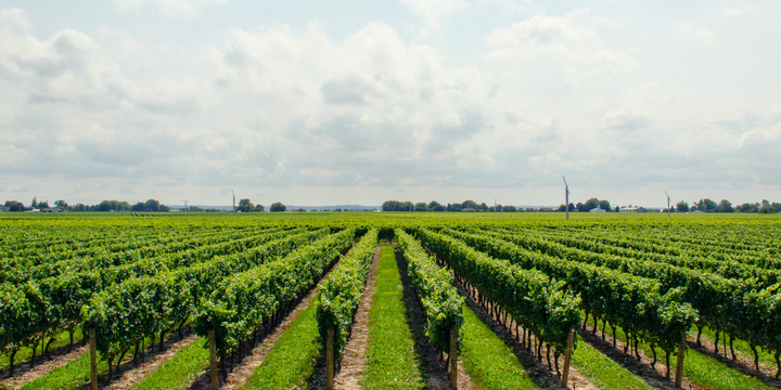 Enjoy a Picnic Among the Vines During Your Next Trip to the Hunter Valley