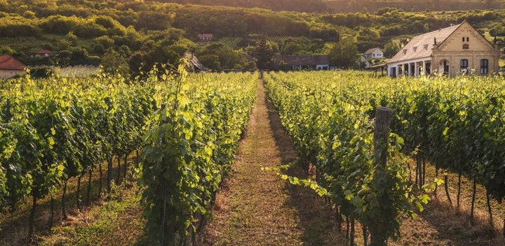 Support Australian Viticulture by Visiting These Top Wineries!