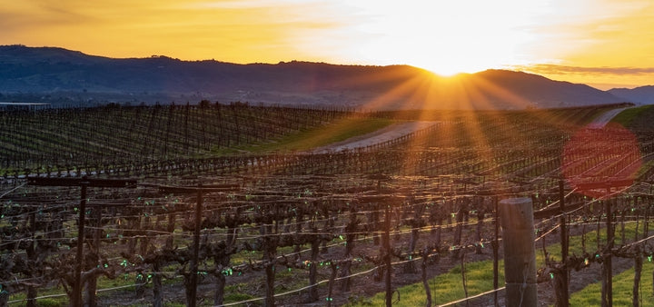 Raise a Glass to These Bushfire-Affected Wineries