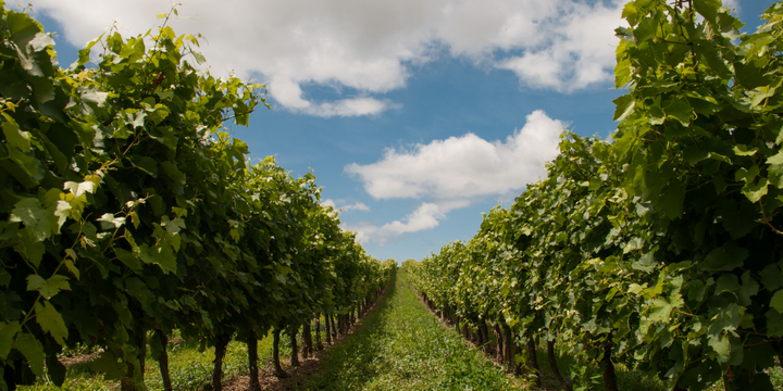7 Wineries to Visit in South Australia
