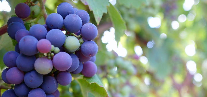 BACK TO NATURE: is organic wine about to take off?