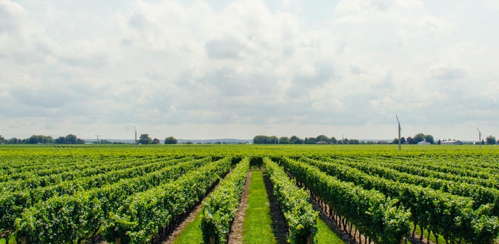 Include These Must-Visit Wineries on Your Post-Iso Exploration List