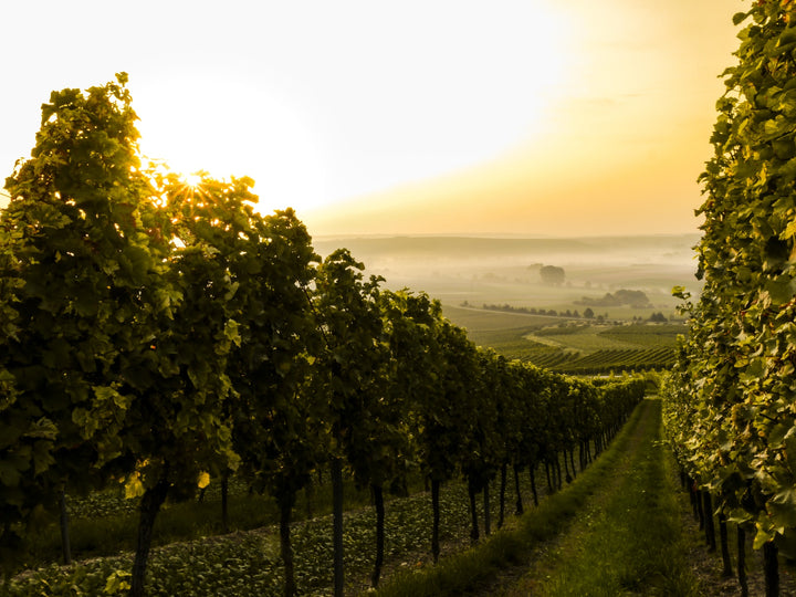 Mornington Wineries That You Can't Miss - Check Out Our Favourite Picks!